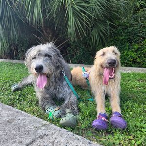 Image post by @thesavannahwolfhound on Instagram