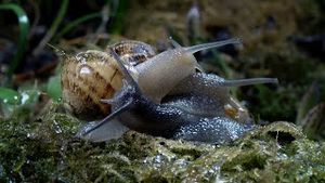 Video post by @bbcearth on YouTube