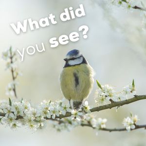 Image post by @rspb on Instagram