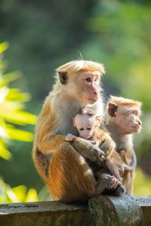 Image post by @AnimalPlanet on Twitter