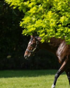Image post by @juddmonte on Instagram