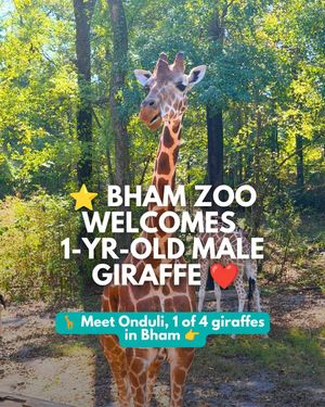 Image post by @bhamnow on Instagram