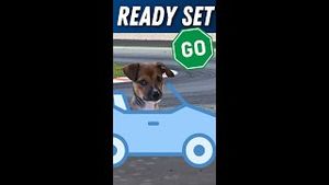 Video post by @dogsthat on YouTube