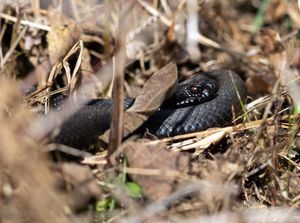 Image post by @rspb on Instagram