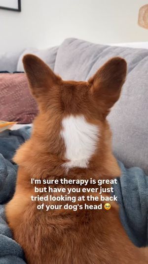 Image post by @ziggythecorg on Facebook