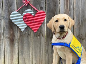 Image post by @canineorg on Instagram