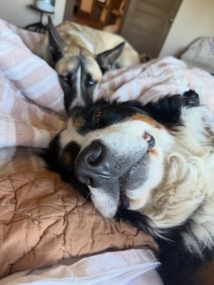 Image post by @Pie the Bernese Mountain Dog on Facebook