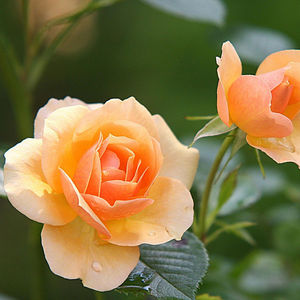 Image post by @ahs_gardening on Instagram
