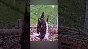 Video post by @accuweather on YouTube