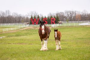Image post by @warmspringsranch on Instagram