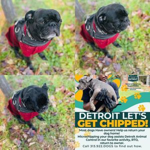 Image post by @DetroitGSD on Facebook