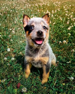Image post by @swiftpaws_official on Instagram
