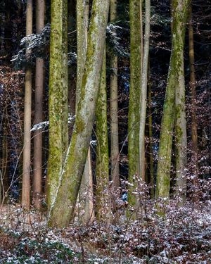 Image post by @cristan.nature.photography on Instagram