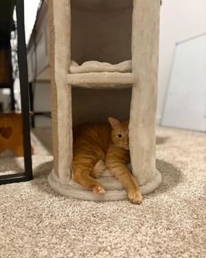 Image post by @cheeeto.the.cat on Instagram