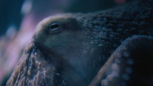 Image post by @4ocean on Instagram