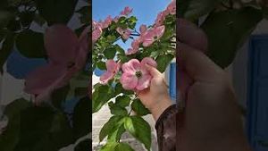 Video post by @madebygoogle on YouTube