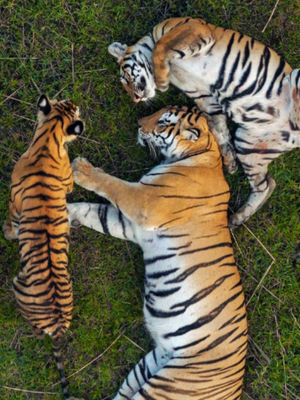 Video post by @bbcearth on TikTok