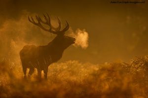 Image post by @rspb on Instagram