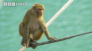 Video post by @bbcearth on YouTube