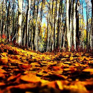 Image post by @skicrestedbutte on Instagram