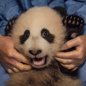 Image post by @sandiegozoo on Instagram