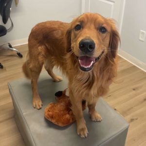 Image post by @originalsnugglepuppy on Instagram