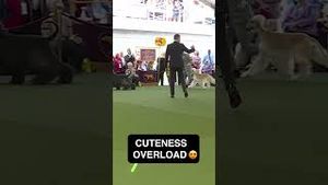 Video post by @foxsports on YouTube