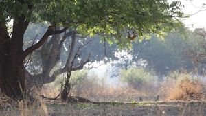 Image post by @chiawasafaris on Instagram