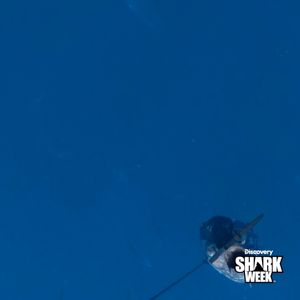 Video post by @sharkweek on Facebook