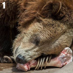 Image post by @sandiegozoo on Instagram