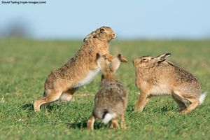 Image post by @rspb on Instagram