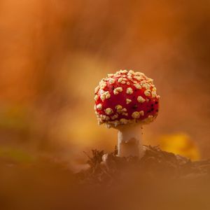 Image post by @rspb on Instagram