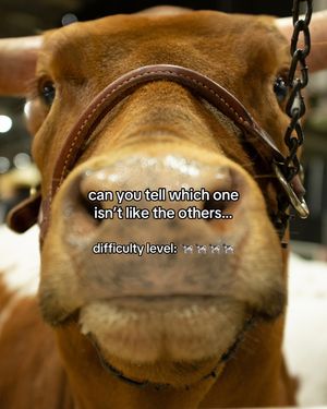 Video post by @rodeohouston on TikTok