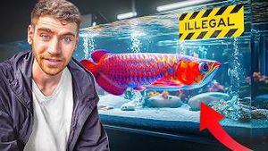 Video post by @coralfish12g on YouTube