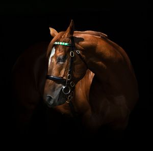 Image post by @juddmonte on Instagram