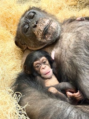 Image post by @detroitzoo on Instagram