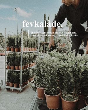 Image post by @alpertongfidanligi on Instagram