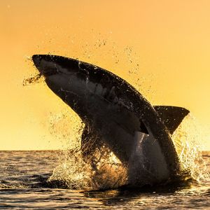 Image post by @discovery on Instagram