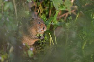 Image post by @rspb on Instagram