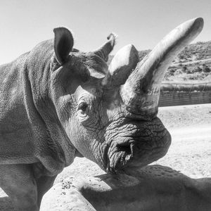 Image post by @sandiegozoo on Instagram