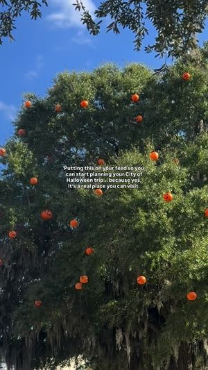 Video post by @visitmyrtlebeach on TikTok