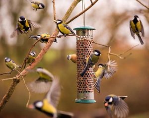 Image post by @rspb on Instagram