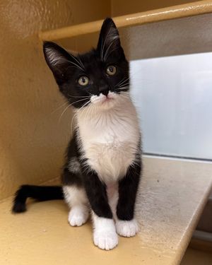 Image post by @spokhumanesoc on Instagram
