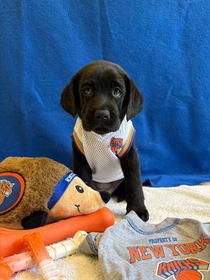 Image post by @guidedogfoundation on Instagram