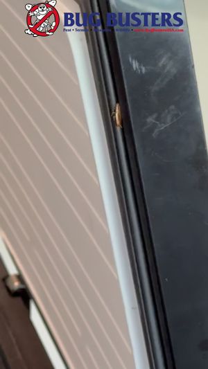 Video post by @bugbustersusa on TikTok