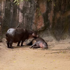 Image post by @khamoo.andthegang on Instagram