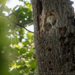 Image post by @rspb on Instagram