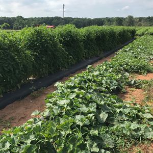 Image post by @southernbellefarm on Instagram