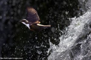 Image post by @rspb on Instagram