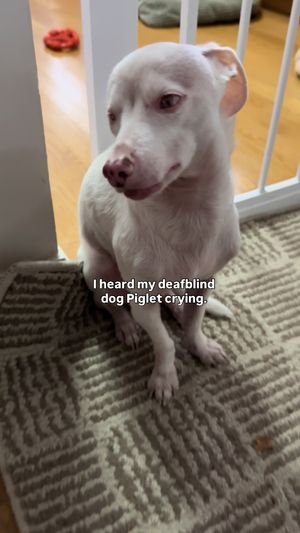 Video post by @pinkpigletpuppy on TikTok